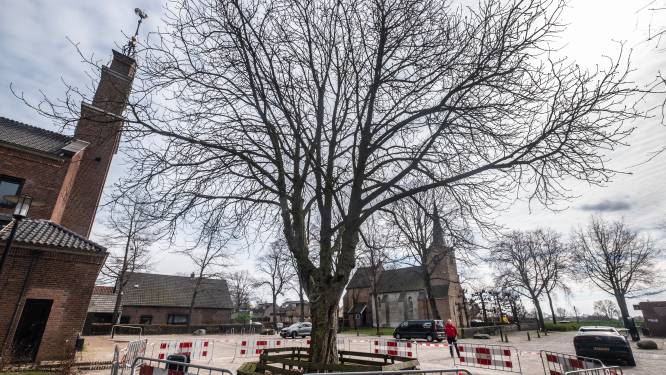 Niemand mag meer bij de Heumense kastanje: over zijn lot wordt snel beslist