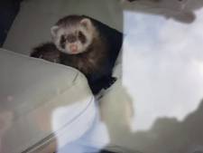 Grote zorgen: dierenambulance pikt verwaarloosde huisdieren op tussen afvalcontainers