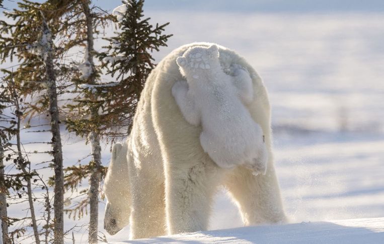 Comedy Wildlife Photography Awards.