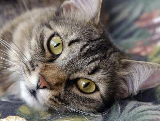 Brusselaars moeten binnenkort verplicht hun kat laten steriliseren: "Hopelijk volgt Vlaanderen snel"