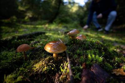Paddenstoelen spotten in het bos: ‘Champignons uit de supermarkt vind ik lekkerder’