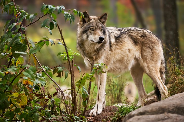 Beschaven Somatische cel man Hoe gevaarlijk zijn wolven nu echt?