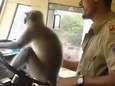 VIDEO. Indiase busmaatschappij schorst chauffeur die stuur overliet aan aap