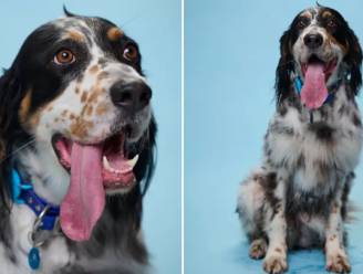 Hond Bisbee heeft volgens Guinness World Record langste tong ter wereld
