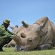Zonder hulp is de Afrikaanse neushoorn snel uitgestorven