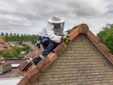 Nest bijen blijkt gigantische kolonie: deel van dak moet open gezaagd worden