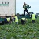 Ladingen Britse groente en fruit verpieteren door tekort aan personeel