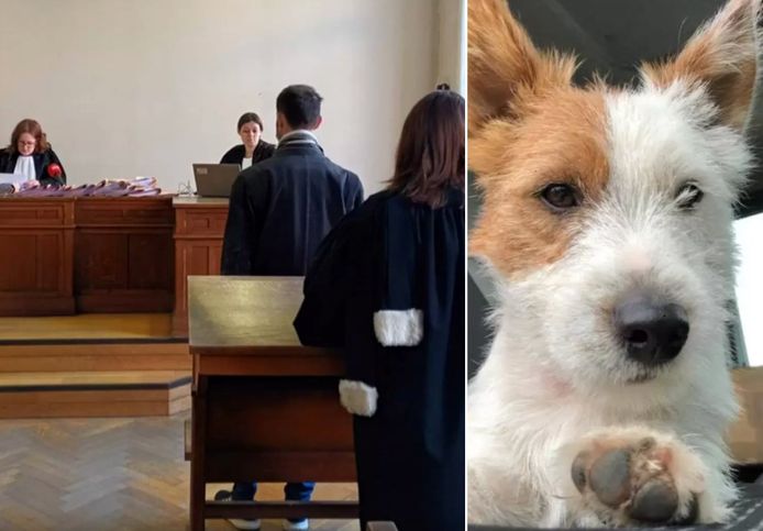 Arne V. kwam het verdict zelf aanhoren in de rechtbank van Dendermonde. Hij stak in november 2020 hondje Dribbel neer met een mes terwijl hij aan het joggen was.