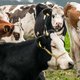Honderd landen willen uitstoot van methaan aanpakken, een vele malen sterker broeikasgas dan CO2