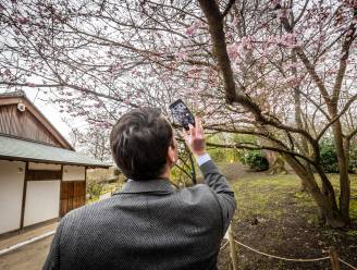 Klaar voor de lente? Vier het tussen de bloesems van de Japanse Tuin in Hasselt