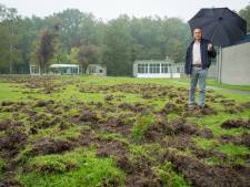 Veld voor Sprengencollege Wapenveld volledig overhoop gewoeld door zwijnen