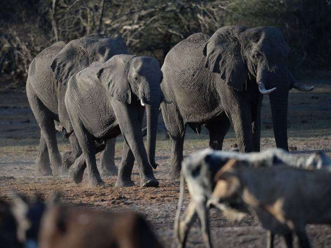 Botswana dreigt ermee 20.000 olifanten naar Duitsland te sturen: “En dit is geen grap”
