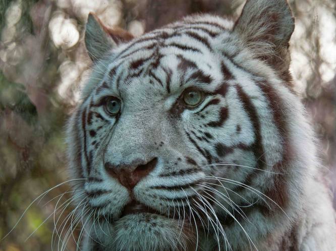 Tijger Rama van Zoo Parc Overloon is dood, maar schedel keert terug naar de plek waar hij leefde