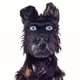 'Isle of Dogs': geen enkele hond is veilig voor Wes Anderson