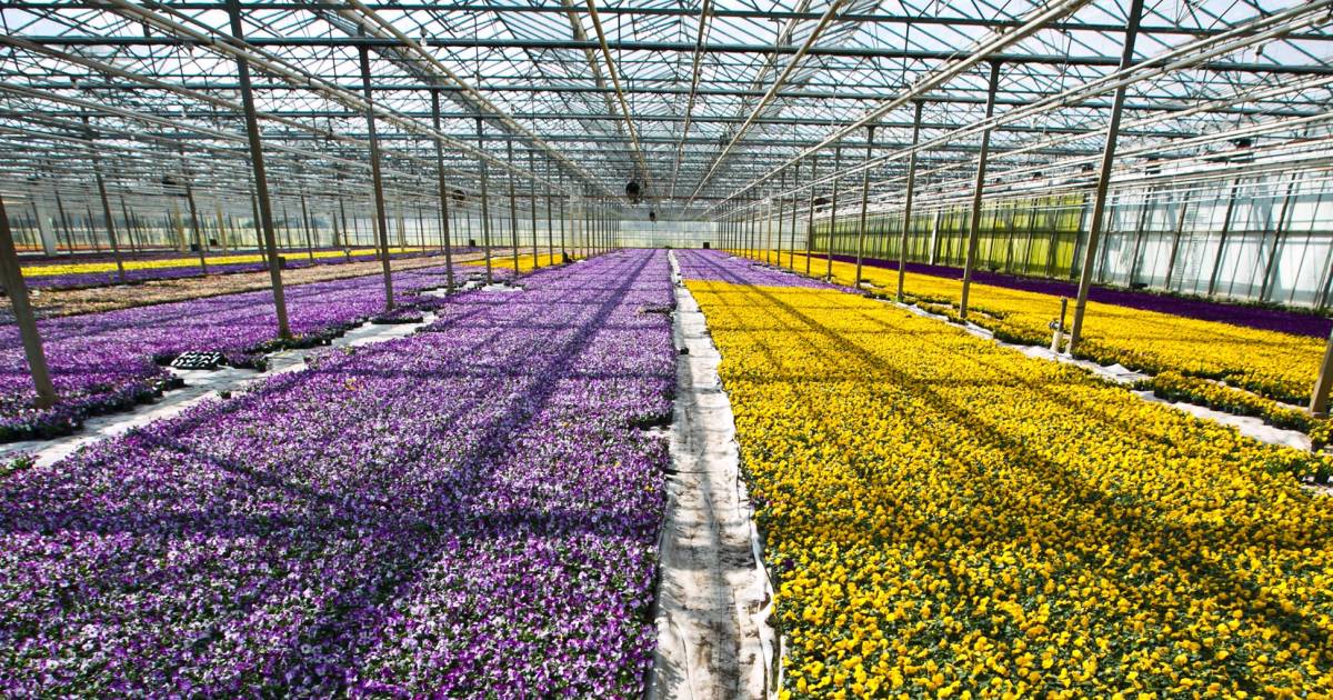 Kom in de Kas wordt ‘gas' langs de tuinders VoornePutten AD.nl