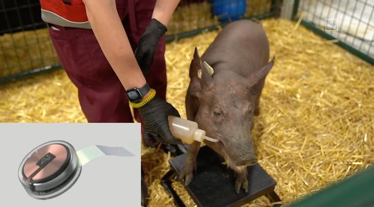 Het varken Gertrude dat vorig jaar een chip (inzet) in haar hersenen geïmplanteerd kreeg. Beeld Neuralink