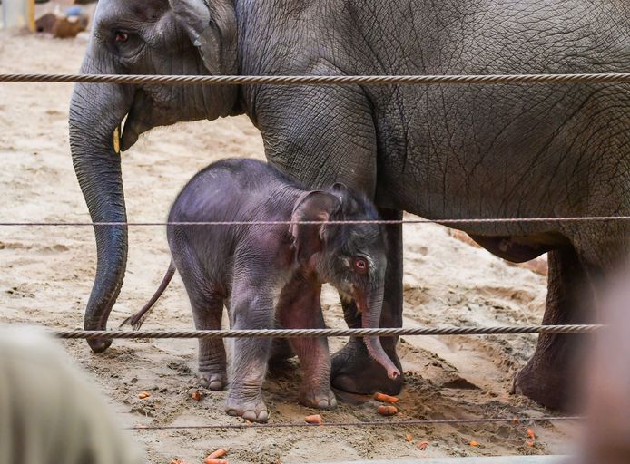 Joel Hoylaerts - Photo News