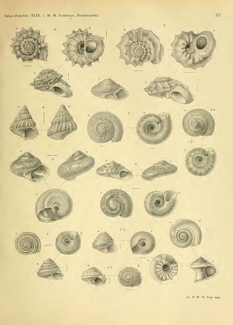 Collectie Naturalis: de weekdierdeskundige Mattheus Marinus Schepman schreef de Siboga-monografie over de zeeslakken. Beeld  