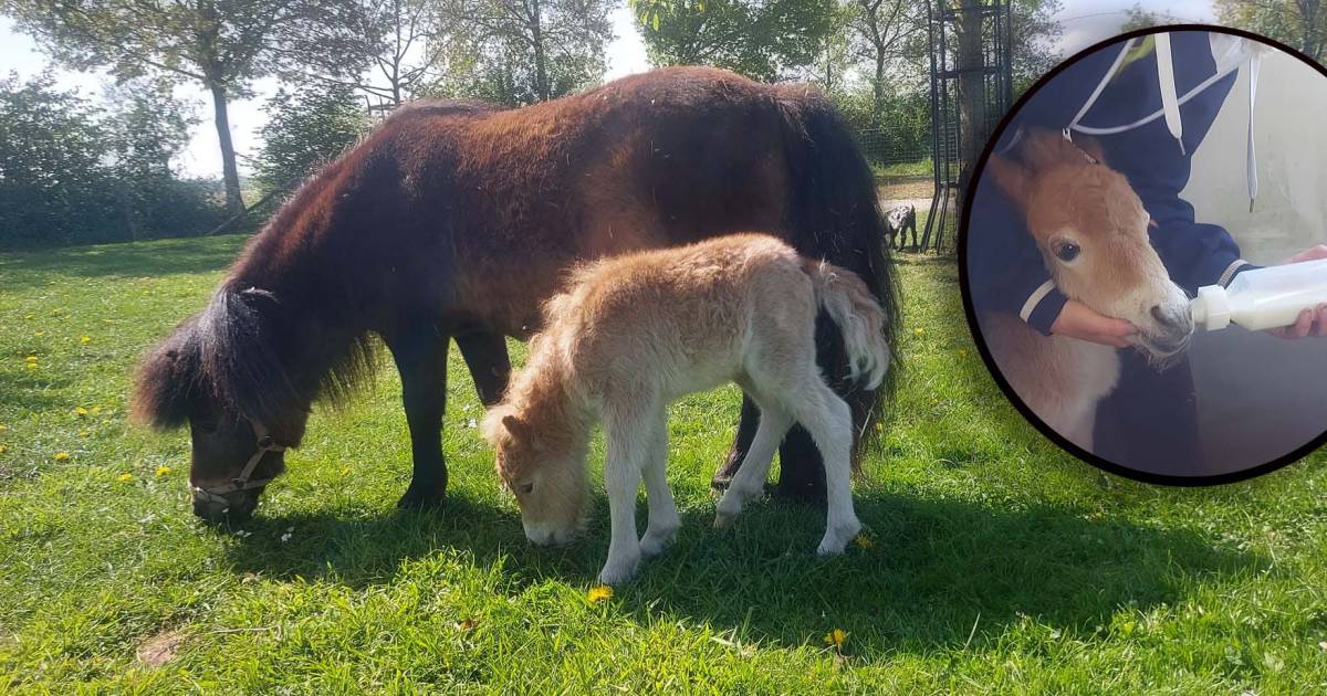 Kinderboerderij zoekt pleegmoeder: shetlandveulen Guusje verliest moeder twee dagen na geboorte