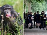 Uit Ouwehands Dierenpark ontsnapte bonobo wordt gevangen