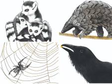Beestenbende: lemurenkluitjes, de beloning van de kraai en schubdierenliefde