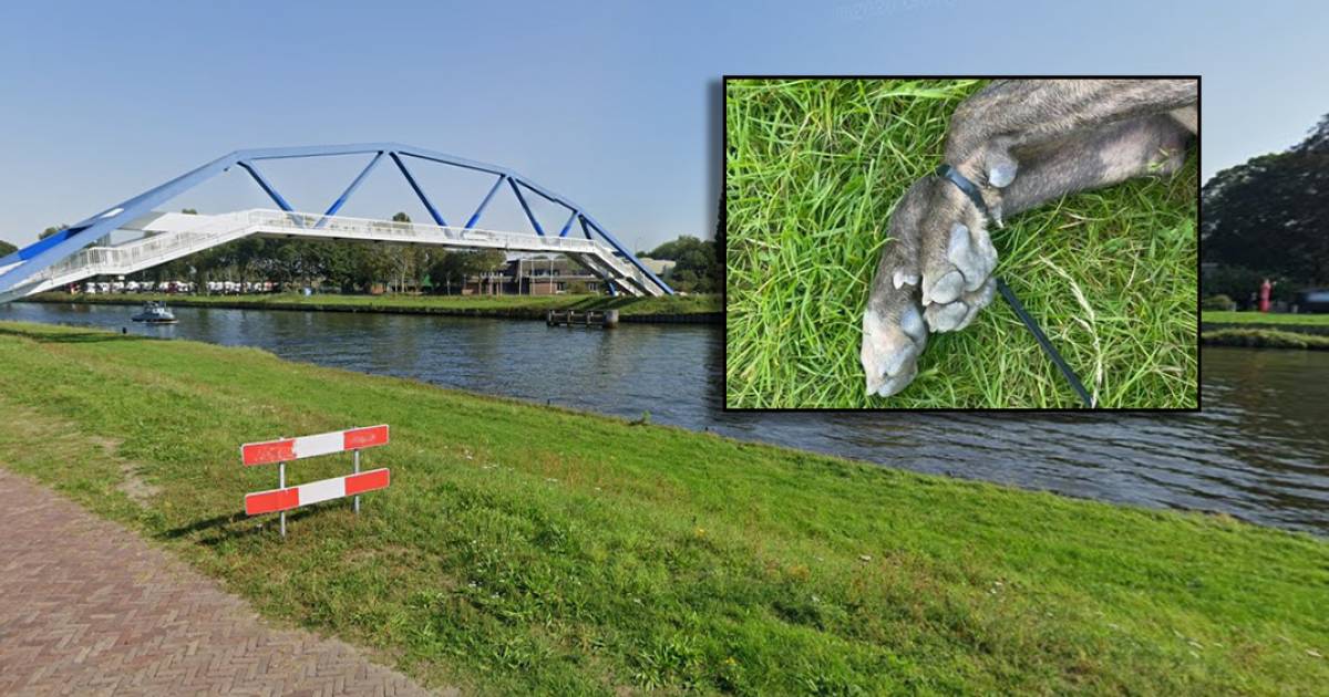 Eigenaar/eigenaresse ook maar maar effe laten zwemmen ?????? .