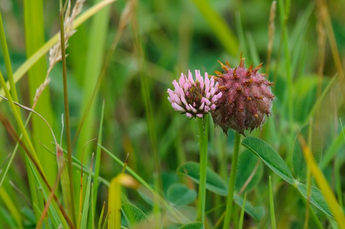 Sommige plantjes zoals klaver halen zelf stikstof uit de lucht. Gratis en voor niets. Dat scheelt kunstmest.