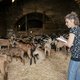 Loslopende geiten doen de gemoederen hoog oplopen in de Franse wijnstreek: ‘Moet ik een geweer kopen en het zelf oplossen?’