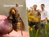 KIJK. HLN en Natuurpunt speuren naar de Europese hoornaar