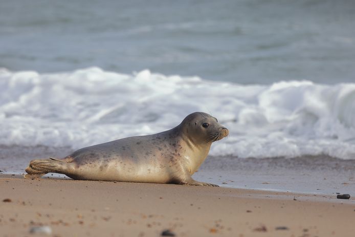 Illustratiebeeld van een zeehond (niet de zeehond die in het artikel aan bod komt)