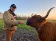 Karel bezoekt elke dag zijn Schotse Hooglanders: kalfje Xanne is verwekt met zaad uit 1991