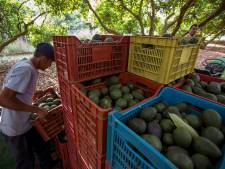 'Avocado's zullen ook gebruikt gaan worden voor cocaïnesmokkel'