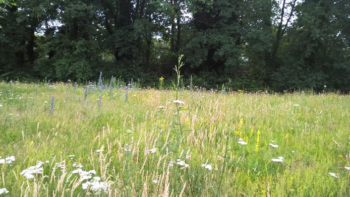 Kruidenrijk grasland in Ommen. Foto ter illustratie.