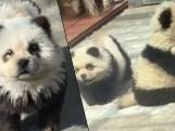 Un zoo chinois teint des chiens en noir et blanc pour faire croire à des pandas