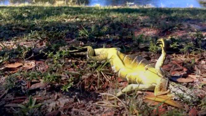 VIDEO: Zo koud dat leguanen uit bomen vallen