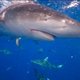 Kwart haaien en roggen in Atlantische oceaan met uitsterven bedreigd