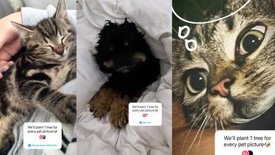 Trend op Instagram met foto’s van huisdieren in ruil voor bomen blijkt loze belofte
