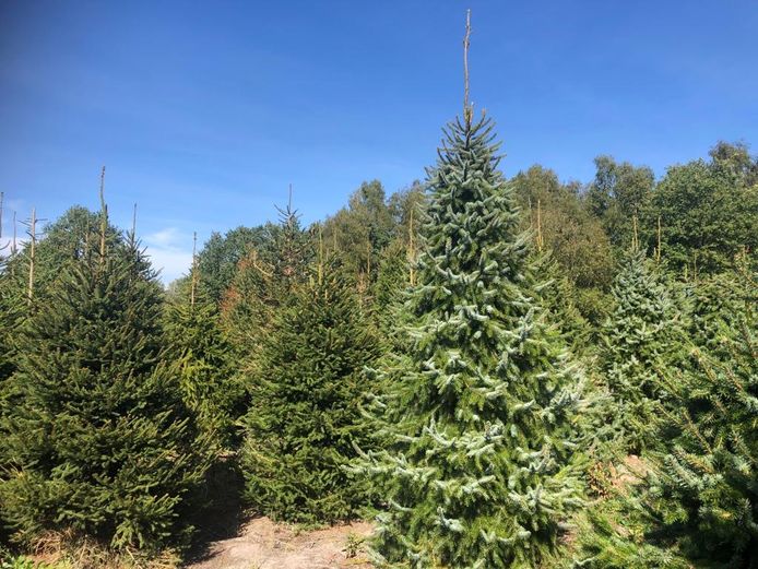 Natuurlijke kerstbomen