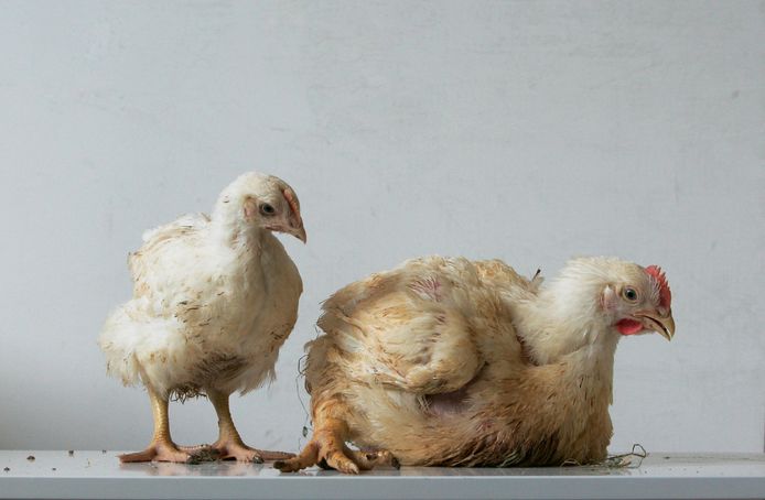 Plofkip (R) versus een normale kip van dezelfde leeftijd.