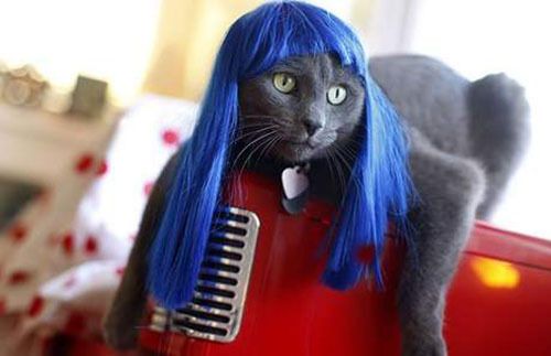 Une Perruque Pour Votre Chat C Est Tendance Tendances 7sur7 Be
