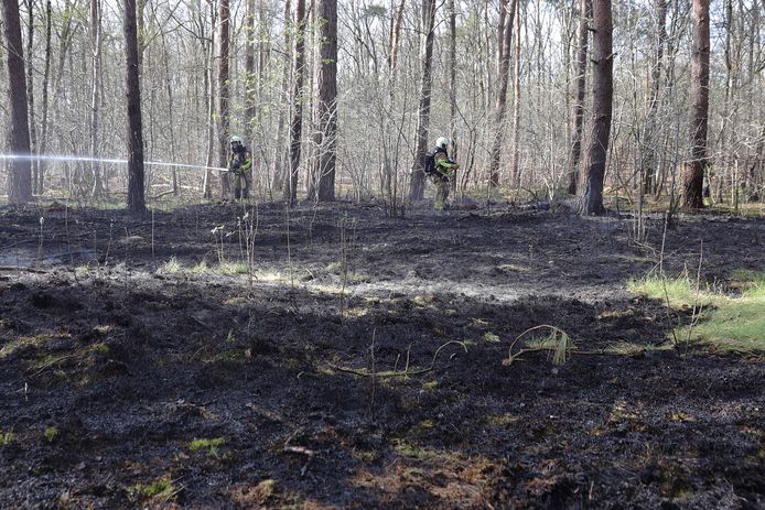 In het bos aan de Vijverlaan in Waalwijk is maandagmiddag brand uitgebroken.