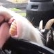 Dolle pret met geiten (filmpje)