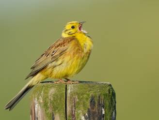 Zestiger vrijgesproken voor illegaal vogelbezit en stockage 11.000 munitiepatronen