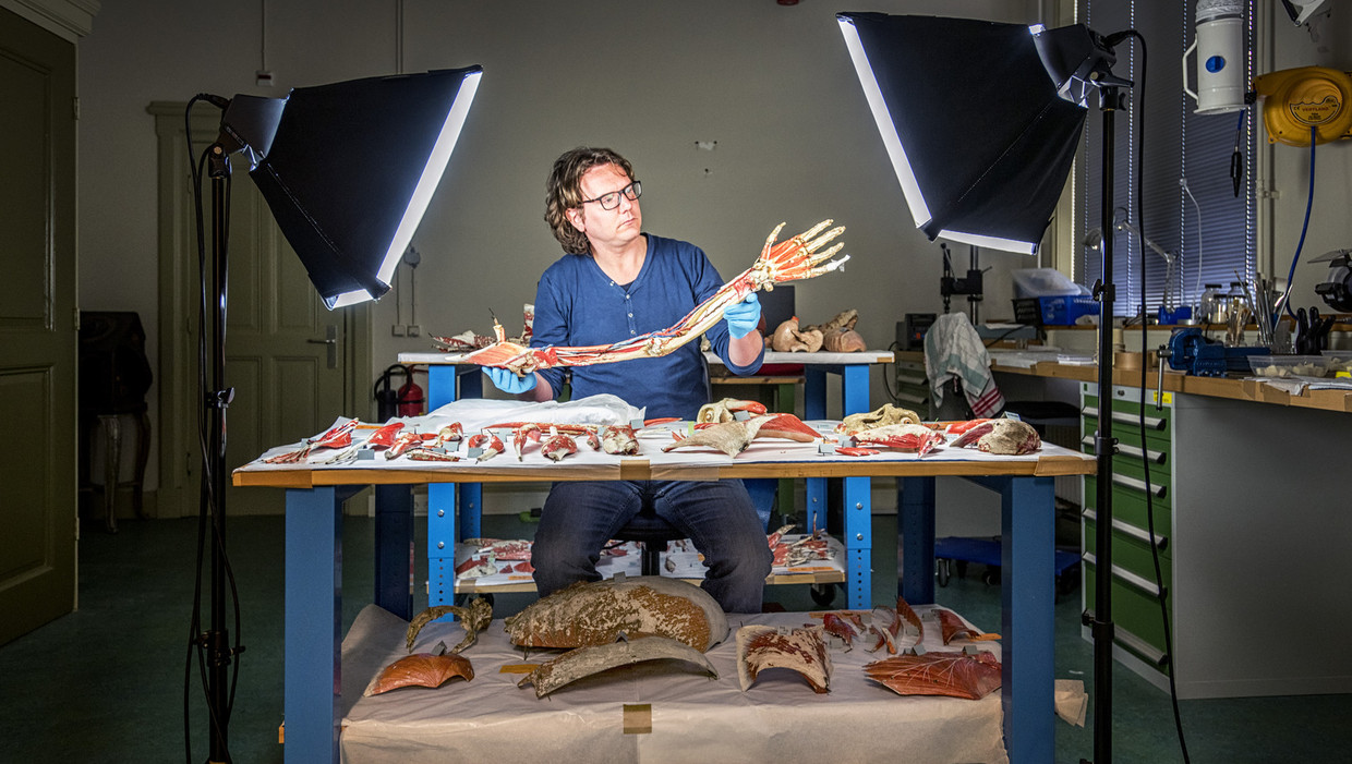 Conservator Bart Grob van museum Boerhave bekijkt de aap onder sterke lampen, nadat hij in kleine stukjes uit elkaar is gehaald. Beeld raymond rutting