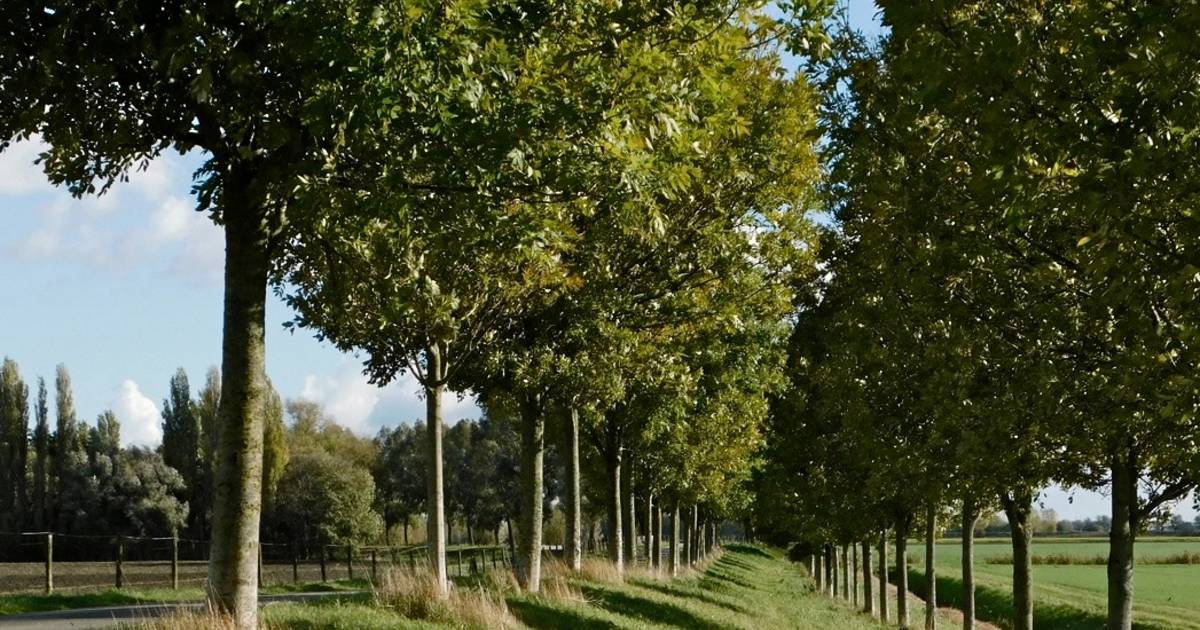 Beeld na jaren van onderzoek naar essenziekte ‘bemoedigend’: ‘Lijken lokaal weinig last te hebben’ |