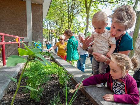 Geen champagne maar paardenbloemsap bij opening pluktuin Catharina: ‘Voor een groener Bergen’