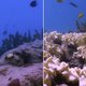 Netflix-docu 'Chasing Coral' toont het verontrustende effect van de opwarming van de aarde op onze koraalriffen (trailer)