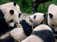 China plant gigantisch panda-natuurpark van 1,3 miljard euro