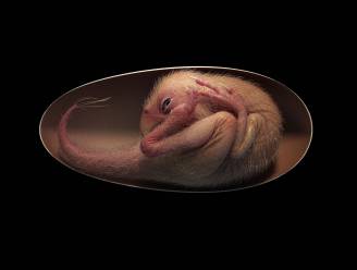 70 miljoen jaar oud en perfect bewaard embryo van dinosaurus ontdekt
