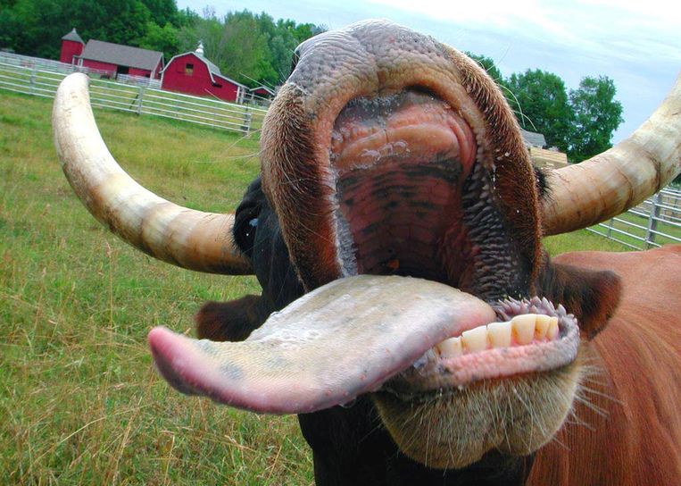 Met dieren sex